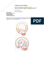 Tabla Cientifica de La Nueva Medicina Germanica Del Dr Ryke Geerd Hamer