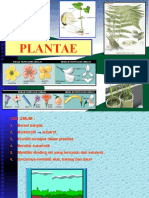 Kingdom-Plantae (Ini Saja)
