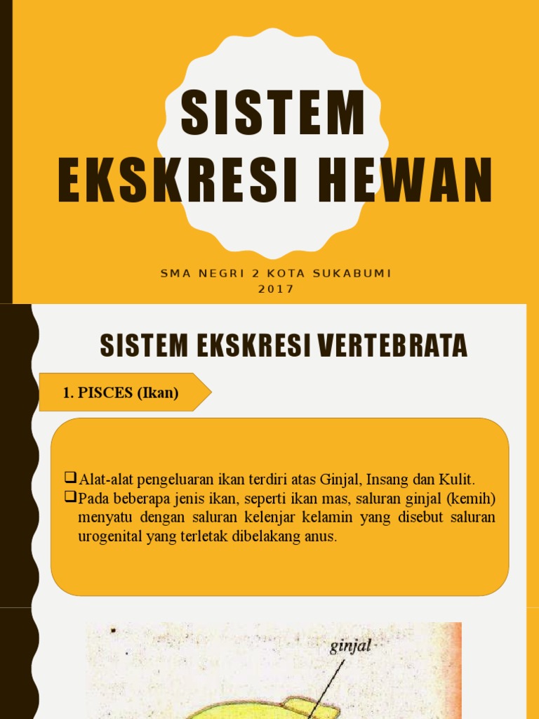 Sistem Ekskresi Hewan Pdf