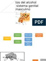 Efectos Del Alcohol Sobre Genital Masculino