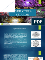 Estructura Celular