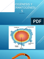 Presentacion Ovogénesis y Espermatogénesis