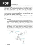 Download Pertukaran Materi Genetik Pada Bakteri by Stef Nahas SN339924984 doc pdf
