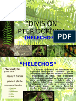 Division Pteridophyta (Helechos y Equisetos)