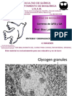 Glucógeno. Sintesis Degradacion