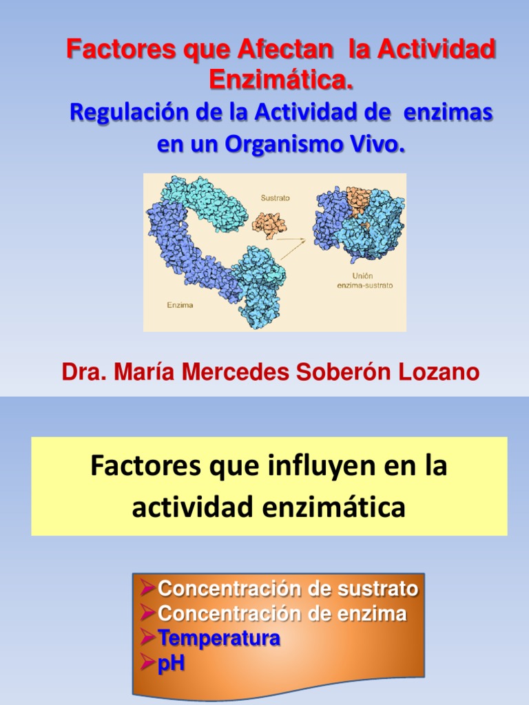 Factores Que Afectan Actividad Enzimatica Regulacion Enzimatica PDF Enzima Glucógeno