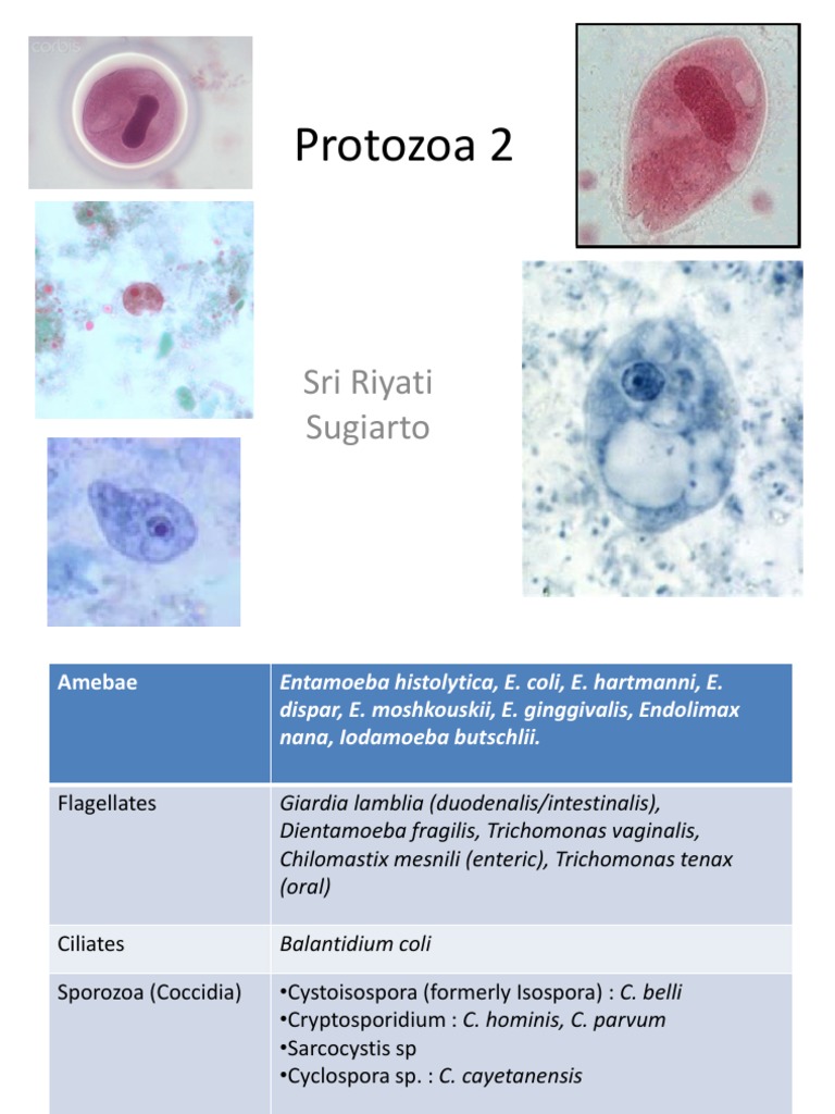 4-protozoa-2-public-health-earth-life-sciences