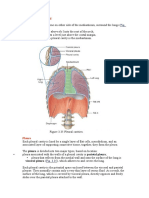 Pleural Cavities Anatomy