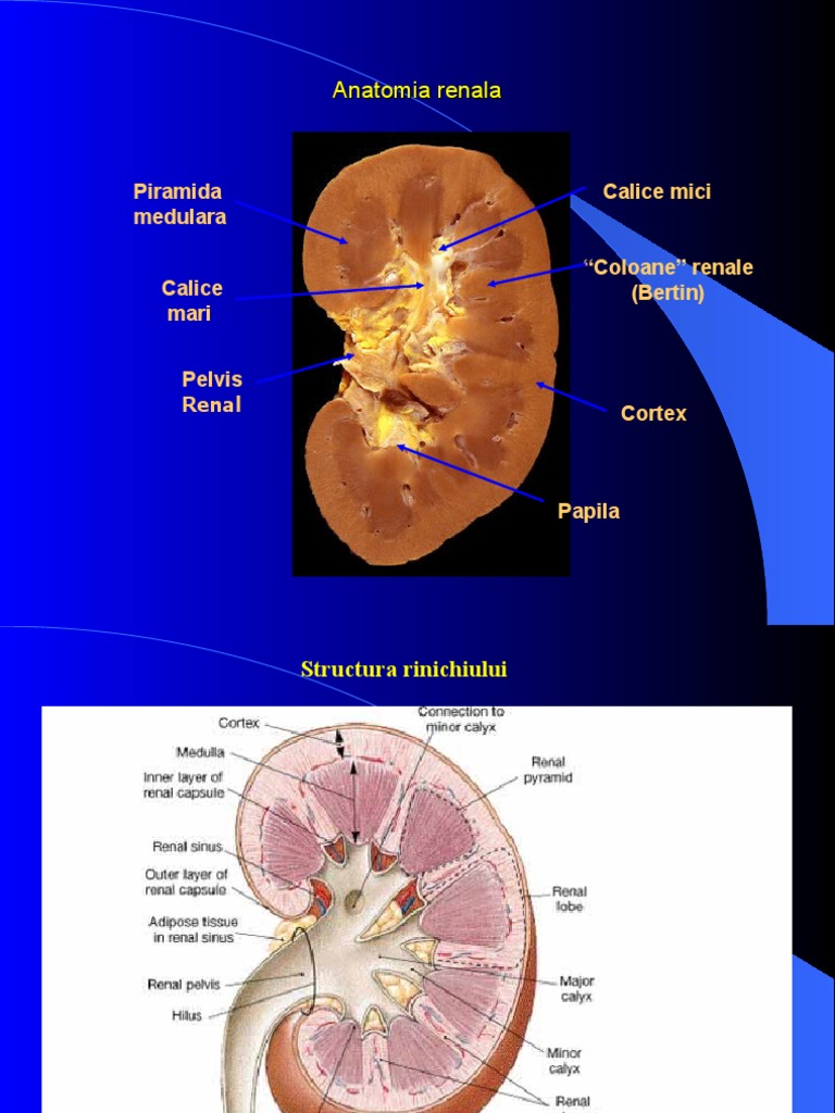 Renal - Curs 1 - Semiologia Aparatului Reno-Urinar | PDF