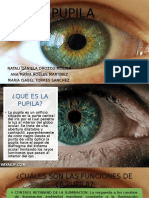 La pupila: anatomía, funciones y alteraciones