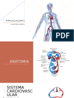 Sistema Cardio Vascular 1