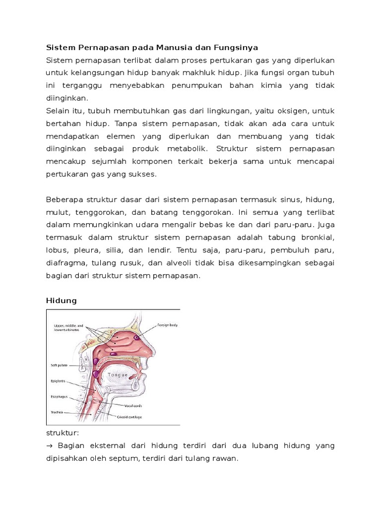 Gambar Struktur Sistem Pernapasan Pada Manusia - Berbagi Struktur