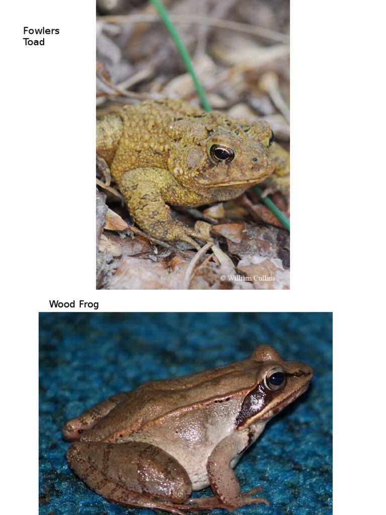 Reptile and Amphibian Slides | PDF