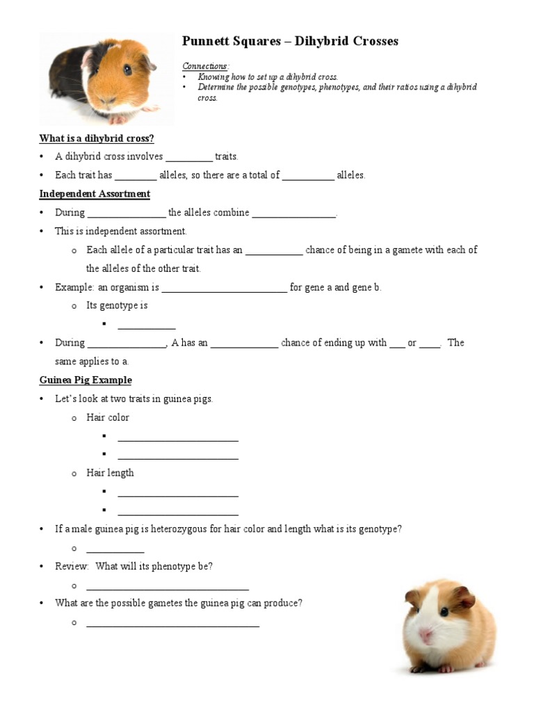 Dihybrid Cross Notes Pdf