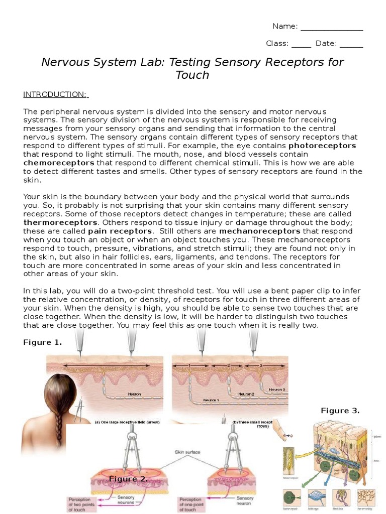 sensory receptors lab Somatosensory System Stimulus (Physiology)