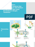Hubungan Antara Fotosintesis, Respirasi Dan Fiksasi Nitrogen