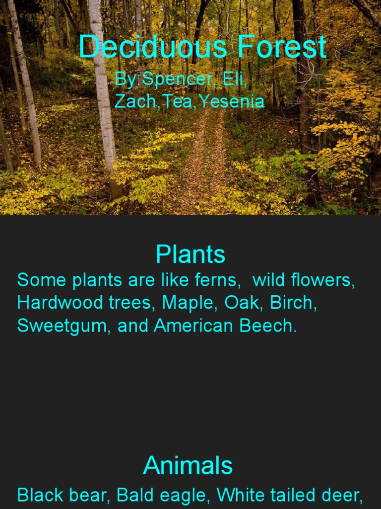 Deciduous Forest Flora and Fauna Overview | PDF | Plants | Organisms