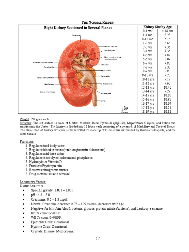 Normal GFR in Child PDF Renal Function Chronic Kidney Disease