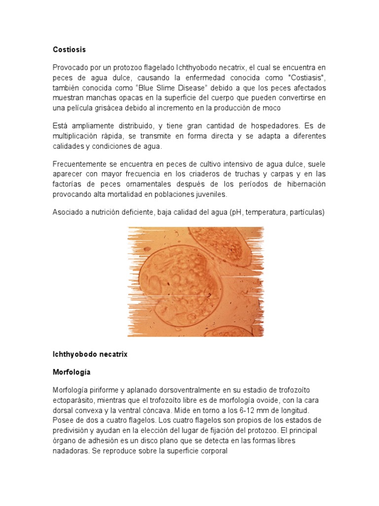 Costiasis: Enfermedad en Peces por Ichthyobodo | PDF | Pescado | Acuario