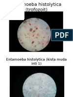 Parasitologi Slide GEH