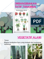 Perkembangbiakan Vegetatif Tanaman