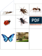 Insectos - Copia