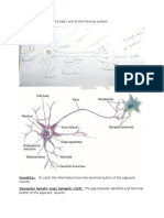 Neuron:: Neuron Is The Basic Unit of The Nervous System