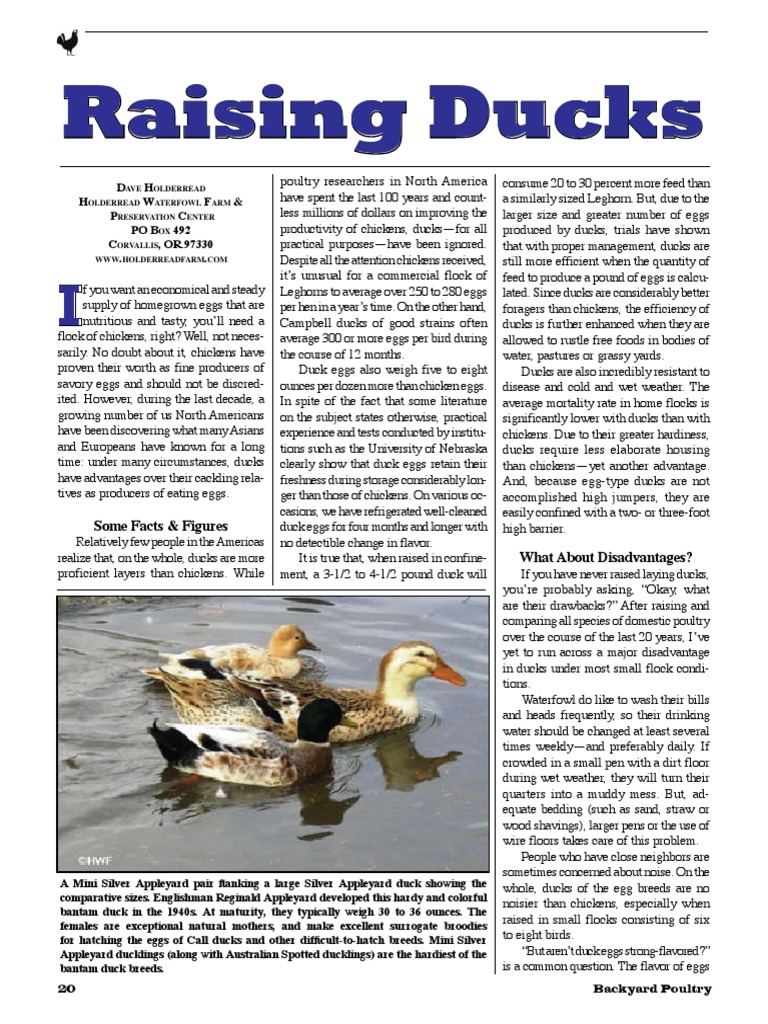 Raising Ducks Holder Read | PDF | Chicken | Duck