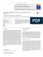 7.4 Interplay of autophagy and apoptosis during PRRSV infection of.pdf