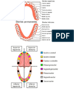 Dientes