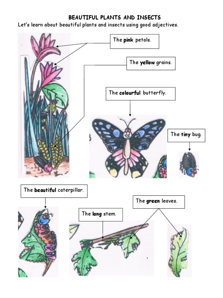 Adjectives for Plants and Insects | PDF