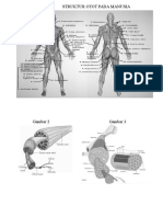 Struktur Otot Pada Manusia