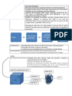 Fibras Teste Resumo