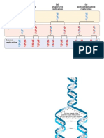 DNA Replication