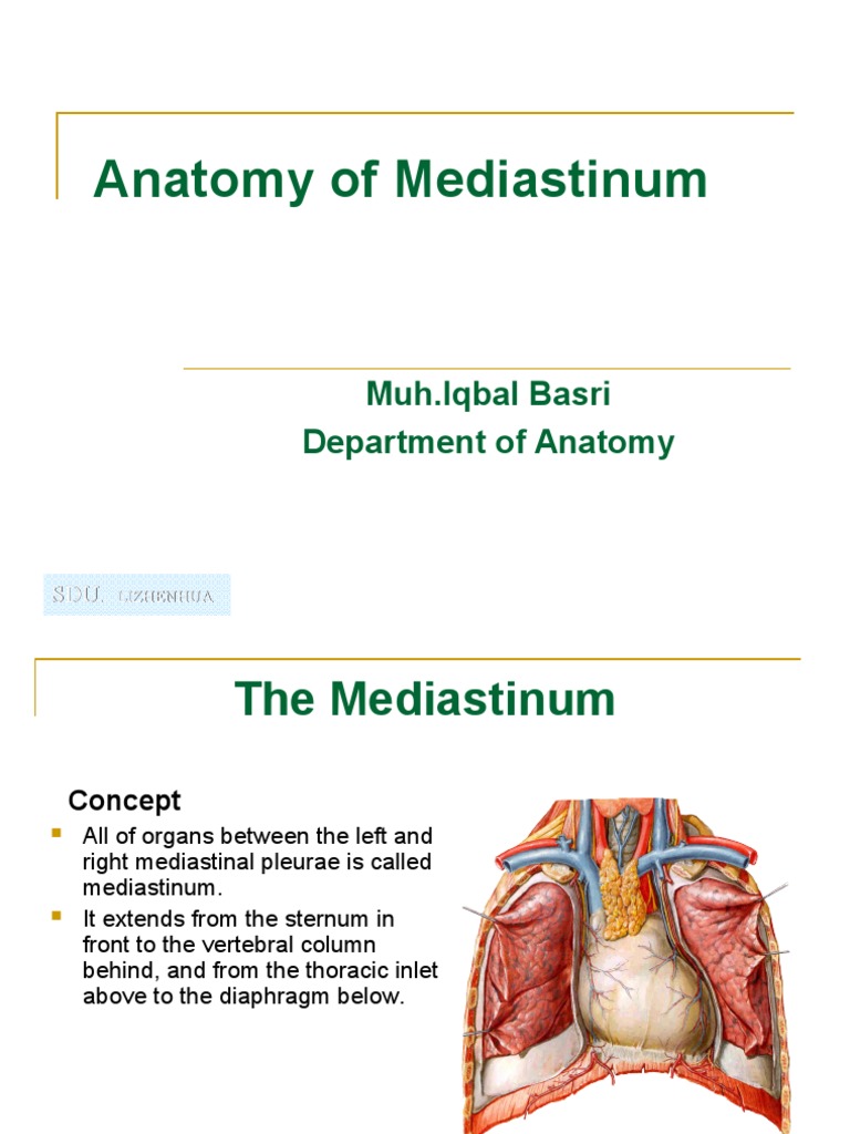 Anatomy and Subdivisions of Mediastinum | PDF | Aorta | Esophagus