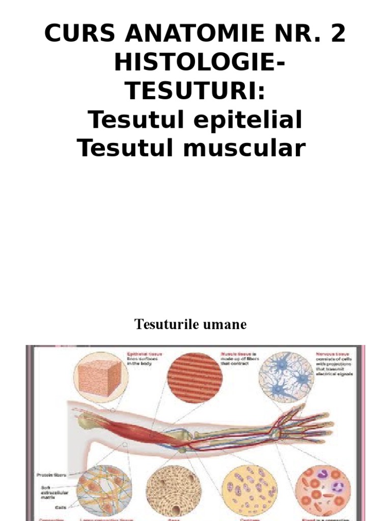 Anatomie 2 2015 | PDF