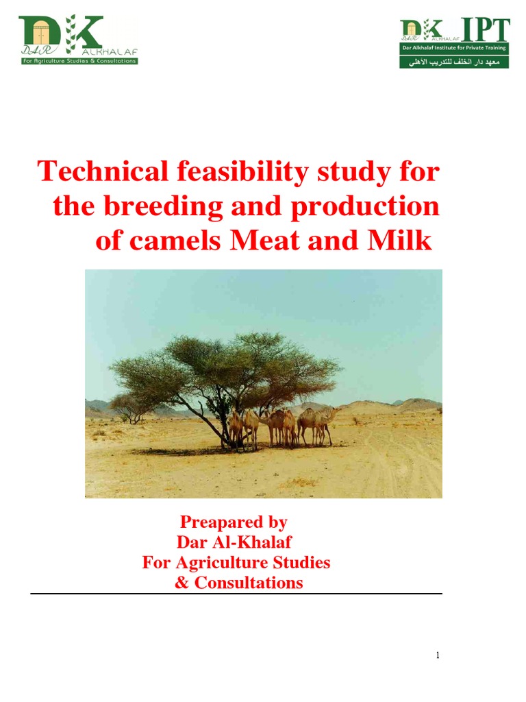 English Camel | PDF | Camel | Feasibility Study
