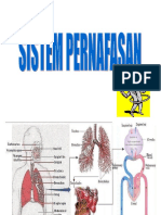 Sistem Pernafasan Rev