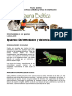 FAUNA EXOTICA - Enfermedades de Iguana Verde