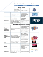 CELULA EUCARIOTICA Y SUS FUNCIONES.docx