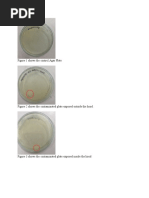 Figure 1 Shows The Control Agar Plate