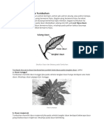 Struktur Daun Pada Tumbuhan