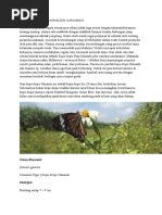 Download deskripsi kupu-kupu by dwi rulitasari SN340530302 doc pdf