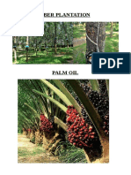 Rubber Plantation: Palm Oil