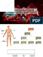 Anatomia y Funciones de Los Tejidos Linfaticos