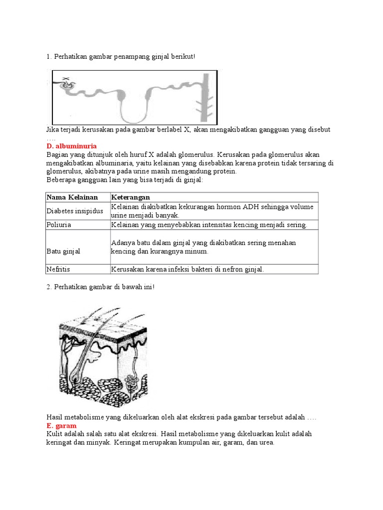 Diabetes Insipidus Honestdocs