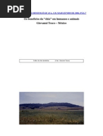 Download Sementes de Chia by lfguro SN34059371 doc pdf