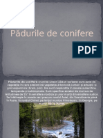 Padurile de Conifere