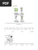 Download Tipe Mulut Serangga Entimologi by Salman Alfarizhi SN340606372 doc pdf