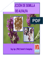 Produccion de Semilla de Alfalfa